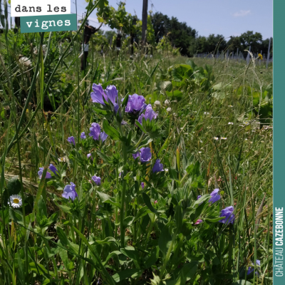 Des fleurs et de la biodiversité dans nos vignes !