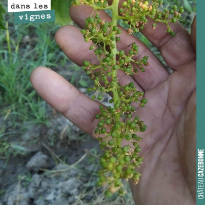 La floraison est bien finie sur les cépages précoces et la grappe est désormais au stade de la no...