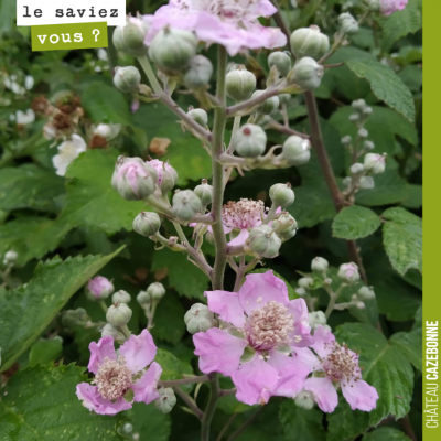 Savez vous de quelle fleur, il s'agit ? Les abeilles adorent !