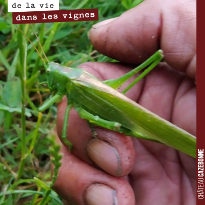 Une jolie sauterelle découverte dans nos vignes par Francis !