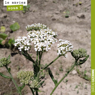 Connaissez vous le nom de cette plante utilisée en biodynamie pour les préparations du compost ?