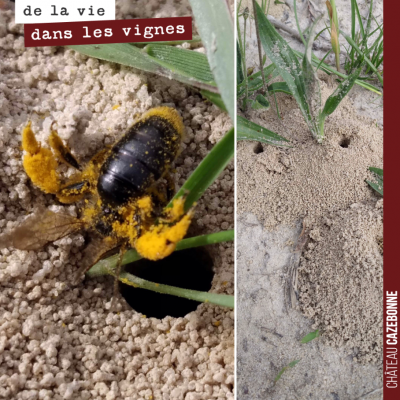 Rare de rencontrer une abeille maçonne dans nos vignes. C'est l'une des 37 espèces d'osmia vivant...