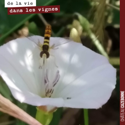 Mais quel est donc cet insecte dans cette fleur de liseron ? S'agit-il d'une guêpe ? Non, c'est u...