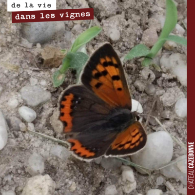 Toujours un bonheur de pouvoir apercevoir un joli papillon dans les vignes !