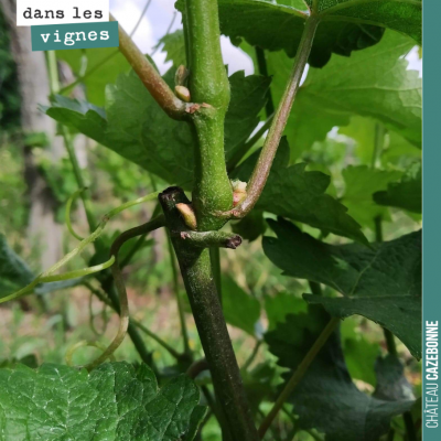 Ce pied de sauvignon est bien vigoureux ! Il s'agit d'un des pieds broutés par nos amis les chèvr...