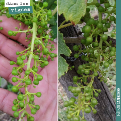 Les grappes de merlot, notre cépage le plus avancé, sont maintenant au stade petit pois. Pas trop...