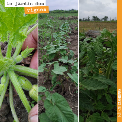 Cela pousse très vite au Jardin des vignes. Les légumes vont avoir soif avec les chaleurs annoncé...