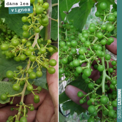 Les grappes grossissent vites avec ces chaleurs. Bon, on a quand même eu un peu de coulure pendan...