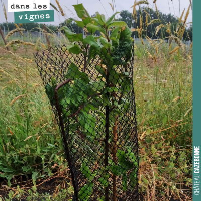 La haie que nous avons plantée le long de la parcelle de Cazebonne pousse doucement mais sûrement...