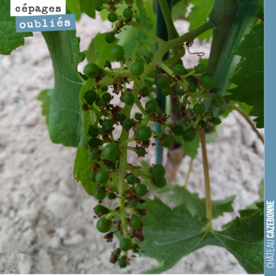 Grappe de Castets sur la plantation de l'année dernière. La floraison est finie et cette grappe v...