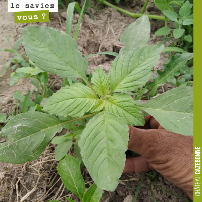 Connaissez vous le nom de cette plante comestible ? L'amarante !