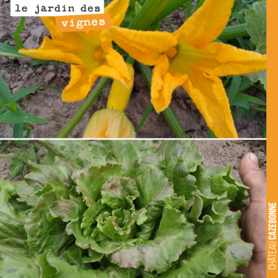 Au jardin des vignes, les légumes ont poussé à une vitesse extraordinaire, en moins de 30 jours. ...