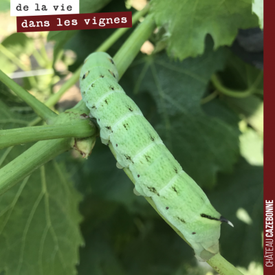 Cette chenille dans les vignes parfaitement camouflée fait bien 6 centimètres. Un joli papillon e...