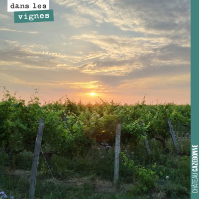 L'avenir appartient à ceux qui se lèvent tôt. Lever de soleil dans les vignes.