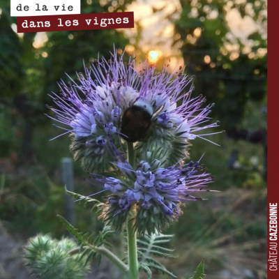 Dès 6h30, les bourdons sont à l'œuvre dans nos semis mellifères ! Que la nature est belle !