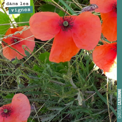 Toujours un bonheur de retrouver de jolis coquelicots dans nos vignes.