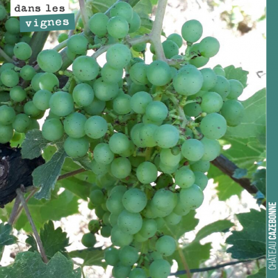 Les grappes sont belles cette année et poussent doucement mais sûrement. Ici une grappe de Merlot...