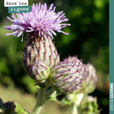 La fleur de chardon est majestueuse. Elle s'érige de manière éparse dans nos vignes.