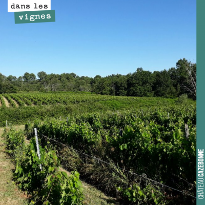 Les très jolis coteaux des parcelles que nous sommes en train d'acquérir. Les vignes sont en plei...