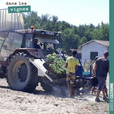 On complète les plantations de nos parcelles de cépages oubliés de l'année dernière. Pour certain...