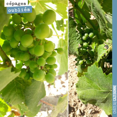 Grappes de petit verdot dans nos plantations de l'année dernière. Déjà quelques grappes, malgré l...