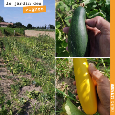 Les légumes souffrent terriblement de la sécheresse au Jardin des vignes. La vigne, mieux enracin...