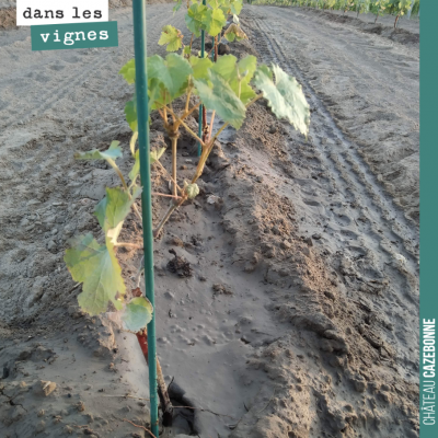 Cette année, on a planté en complément sur des rangs de cépages oubliés, directement des porte-gr...