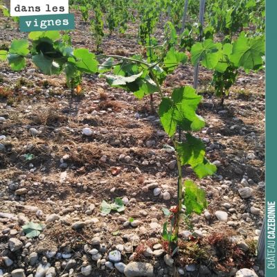 Sur notre plantation de petits verdots de l'année dernière, on attache le mandron au fil. On va f...