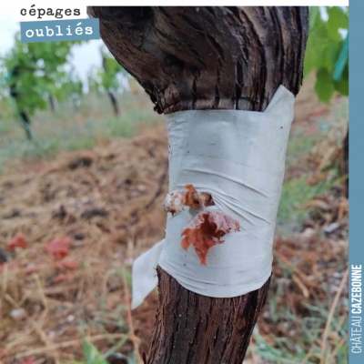 La canicule a eu raison de quelques pieds surgreffés. La greffe était ici bien sortie, mais elle ...