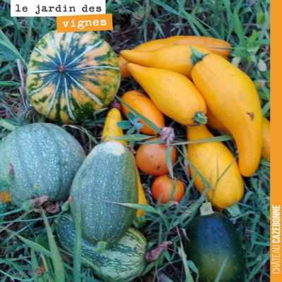 On continue à récolter quelques légumes au Jardin des vignes. Les pluies du week-end dernier ont ...