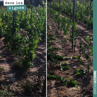 Avant / après : On mandronne les jeunes plantes de l'année dernière. Il s'agit de plier les sarme...