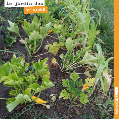 Le jardin des vignes a souffert de la sécheresse. En témoignent ces feuilles bien jaunes, mais la...