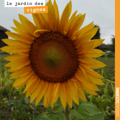 Très jolie fleur de tournesol au Jardin des vignes. Le tournesol est ici décoratif mais peut auss...