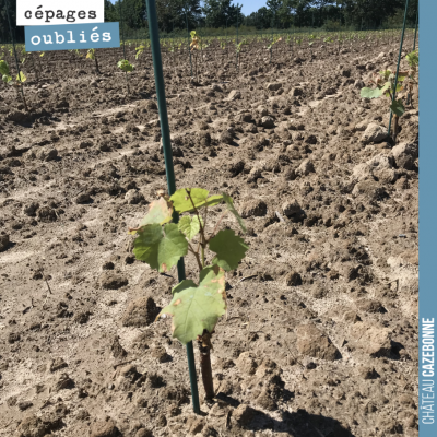 Notre parcelle du Maine aujourd'hui plantée en Fer Servadou, Petit pejac, Gros cabernet, Gros ver...