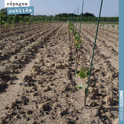 Nos plantations poussent dans de parfaites conditions désormais, avec de l'eau dans le sol et de ...