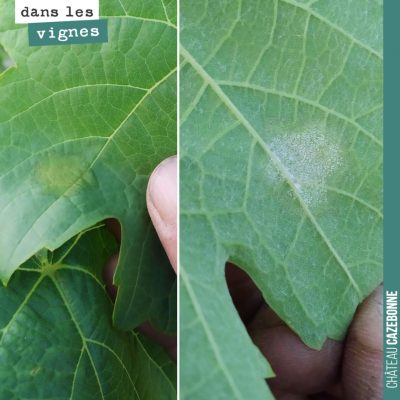 Tache de mildiou repérée sur les jeunes plantes de Castets. On a fait un petit cuivre préventif h...