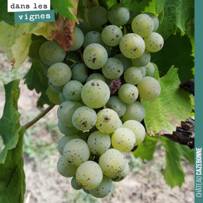 La véraison est bien là sur les blancs. Ici une jolie grappe de sauvignon sur notre parcelle de C...