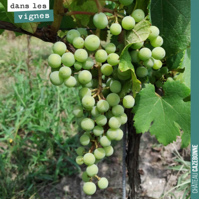 Encore quelques jours avant la véraison des cabernet sauvignon. Nous n'aurons pas de vendange pré...