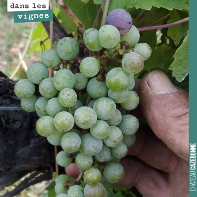 Première graine de véraison sur cabernet sauvignon.