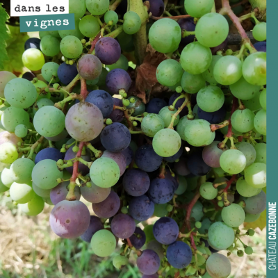 Jolie grappe de malbec à mi-véraison. Vendanges estimées sur ce cépage entre le 15 et 20 septembre.