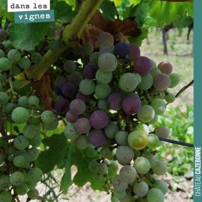 Grappe de cabernet franc à mi véraison désormais. Vendanges estimées vers le 20 septembre.