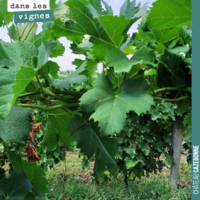 La vigne est magnifique sur l'un des rangs que nous avons tressés. Hâte de voir les résultats sur...