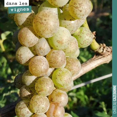 Le sauvignon gris commence à prendre ses couleurs roses si caractéristiques. On devrait faire une...