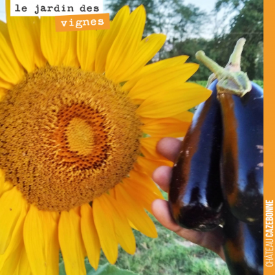 Jolies couleurs au jardin des vignes. Plancha d'aubergines au programme.