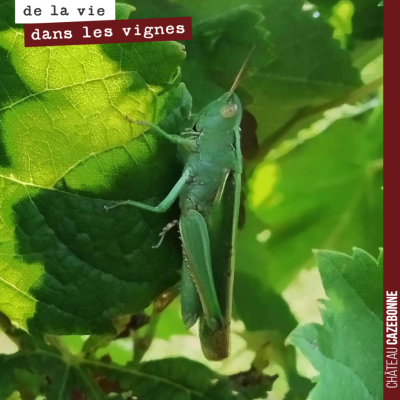 Sacré bout de sauterelle dans les vignes !