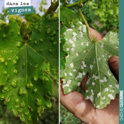 Dans la série des maladies de la vigne, l'érinose. Cette maladie est provoquée par de petits acar...