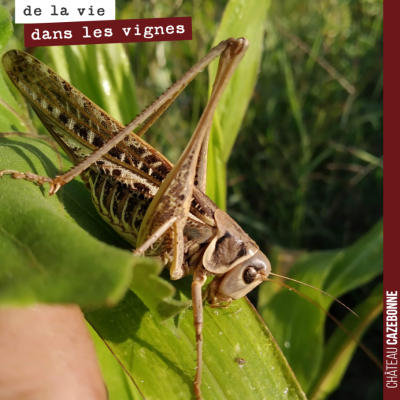 Petit criquet aperçu au jardin des vignes.