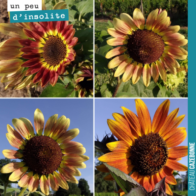 Jolis couleurs du tournesol au jardin des vignes.