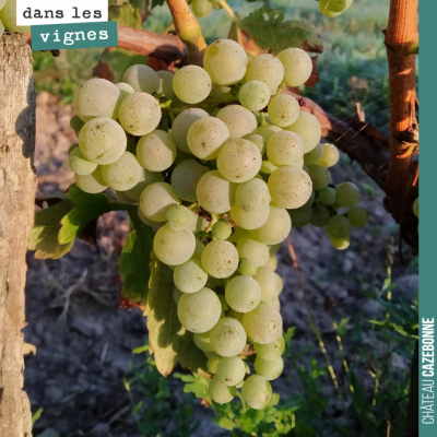 Les premières vendanges du sauvignon ne vont plus traîner. On a fait le tour des parcelles hier p...