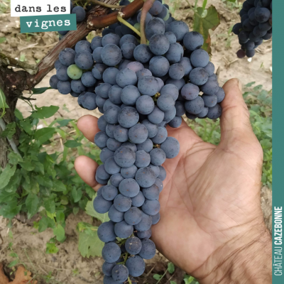 On peut dire que cette année les grappes de merlot sont de belle taille !